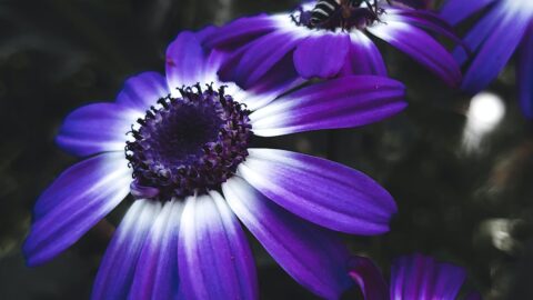 クレジットカード利用のメリットとリスク：債務管理への道を照らす！